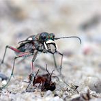 Meine... meine Ameise! Dünen-Sandlaufkäfer mit seiner Beute