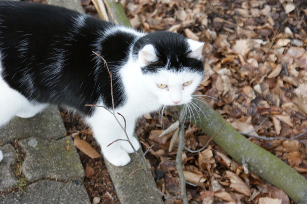 Meine Mimi