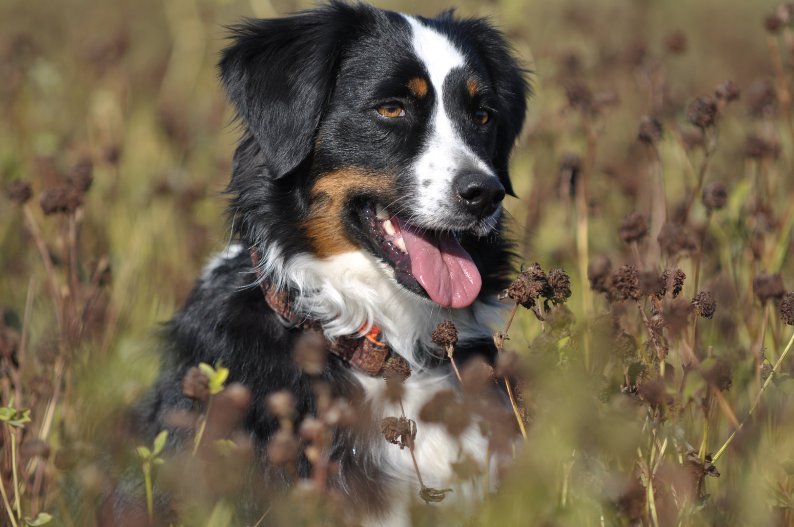 Meine Mini-Aussie Hündin Lexi ... immer ein Foto wert, wie ich finde