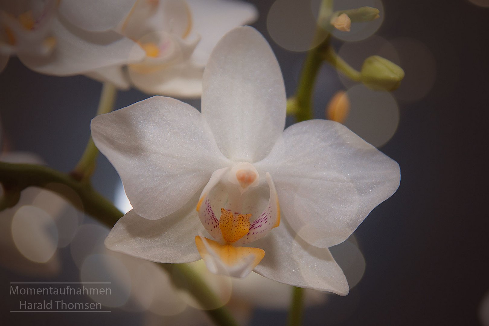 Meine Mini-Orchidee II