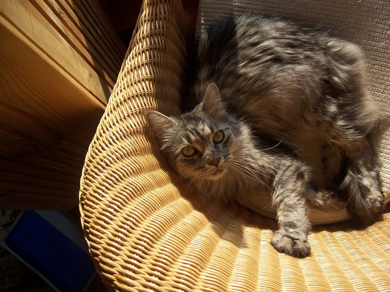 Meine Mitbewohnerin die amerikanische Waldkatze (Maine-Coon)