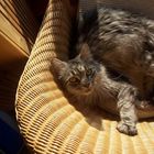 Meine Mitbewohnerin die amerikanische Waldkatze (Maine-Coon)