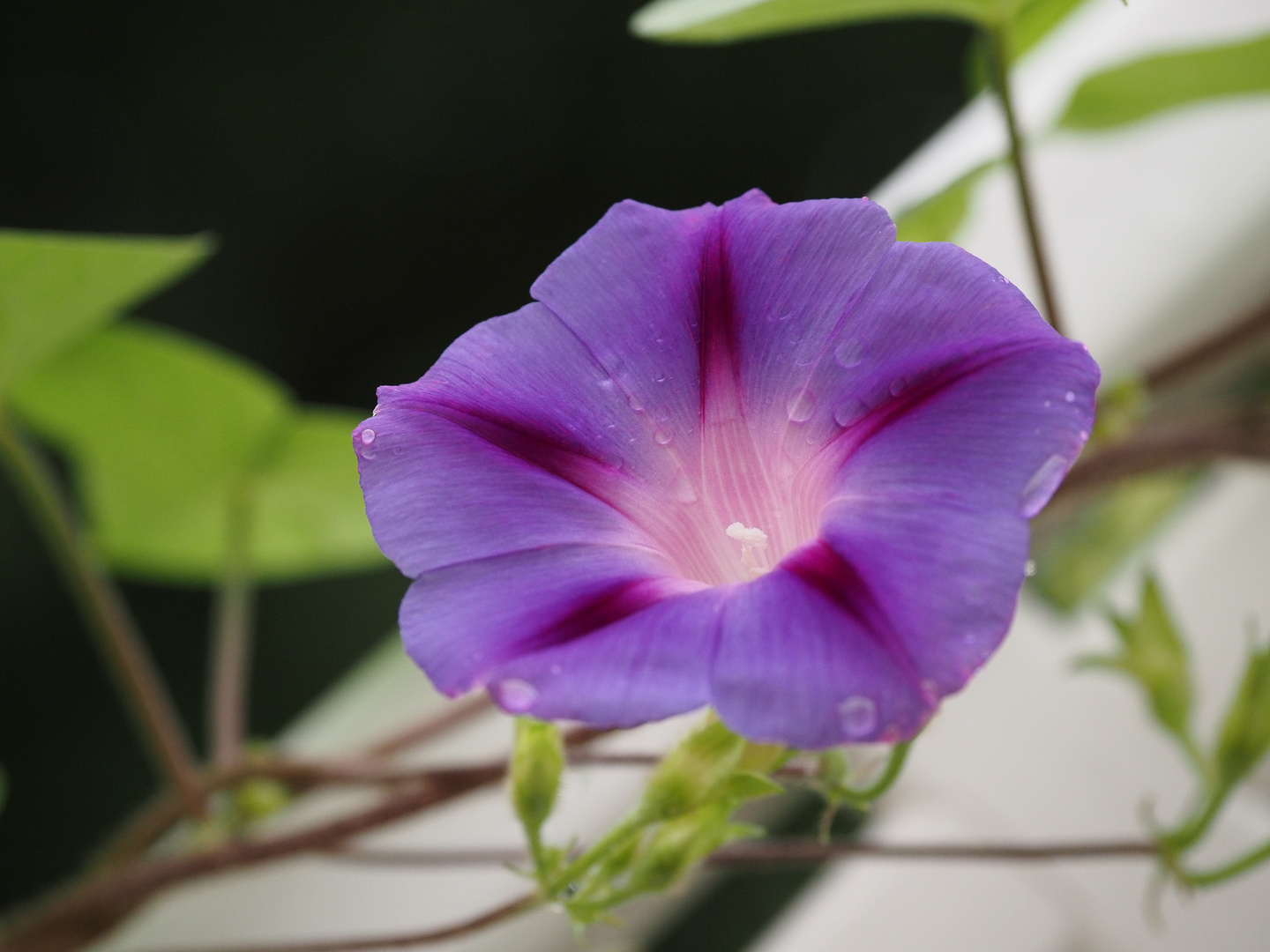 Meine Mittwochs-Blumen-Blüte