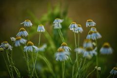 Meine Mittwochs Sommerblümchen
