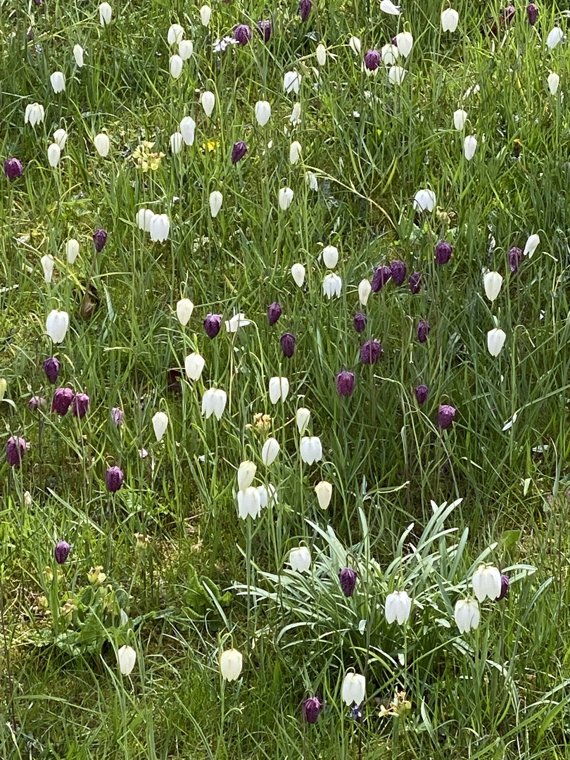 Meine Mittwochsblümchen