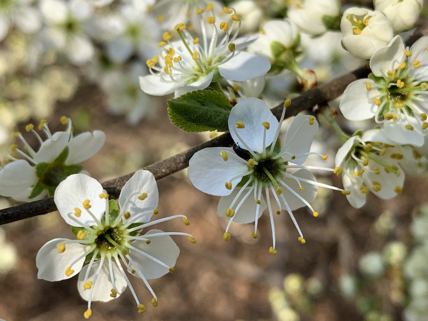 Meine Mittwochsblümchen