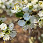 Meine Mittwochsblümchen