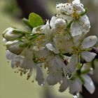 Meine Mittwochsblümchen...