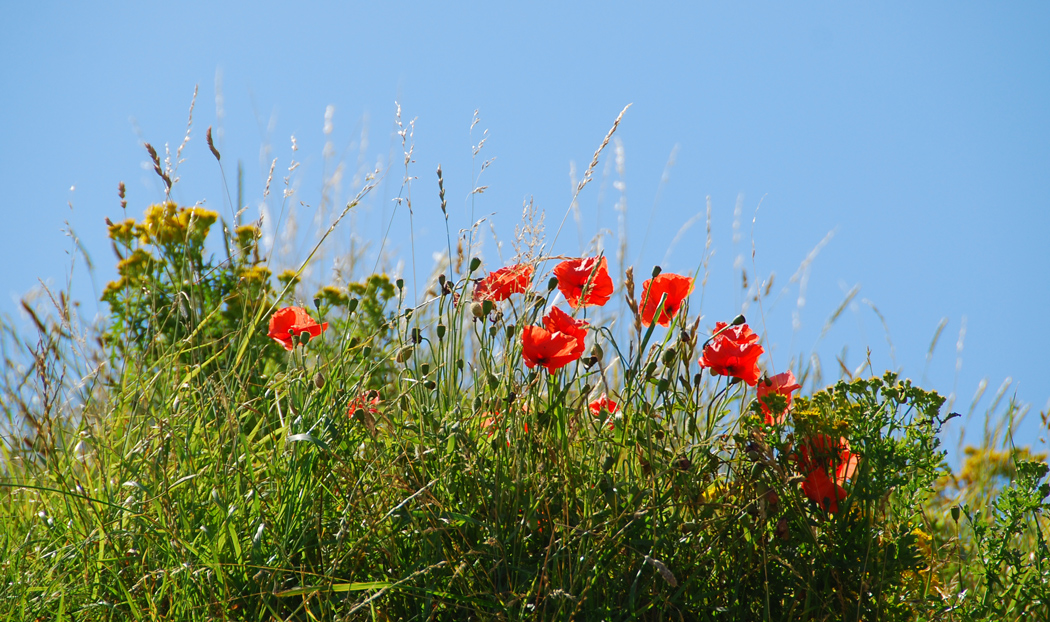 Meine Mittwochsblümchen blühen auf den Dünen....