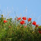 Meine Mittwochsblümchen blühen auf den Dünen....