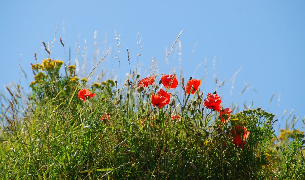 Meine Mittwochsblümchen blühen auf den Dünen....