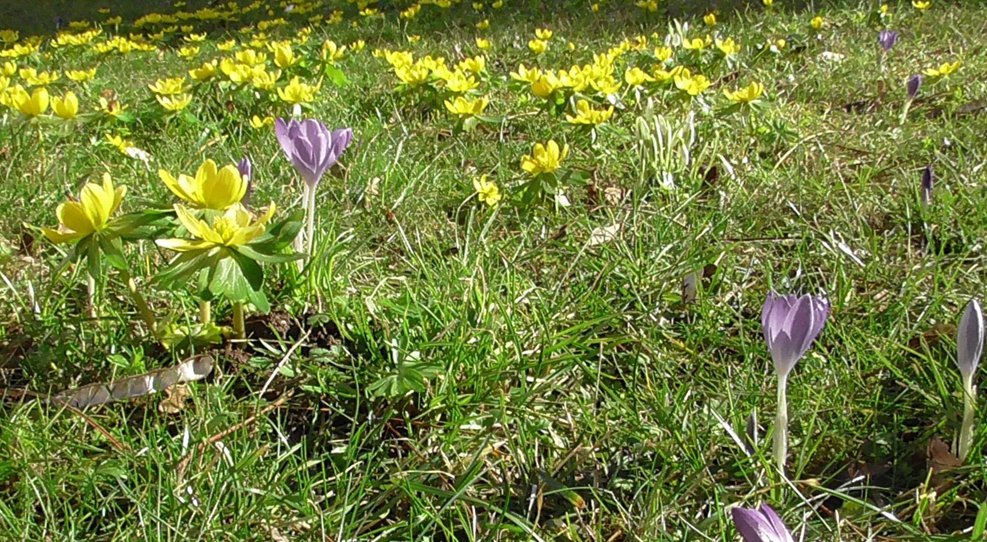 Meine Mittwochsblümchen .