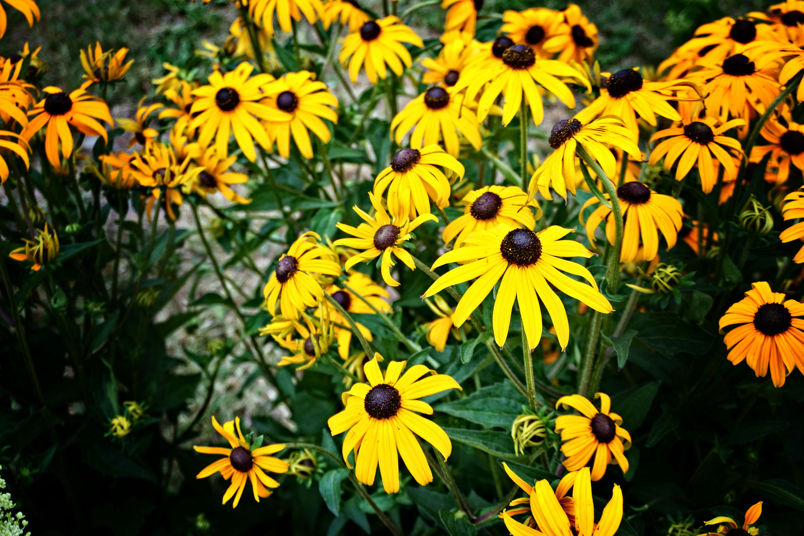 Meine Mittwochsblümchen - Echinacea paradoxa - Gelber Sonnenhut