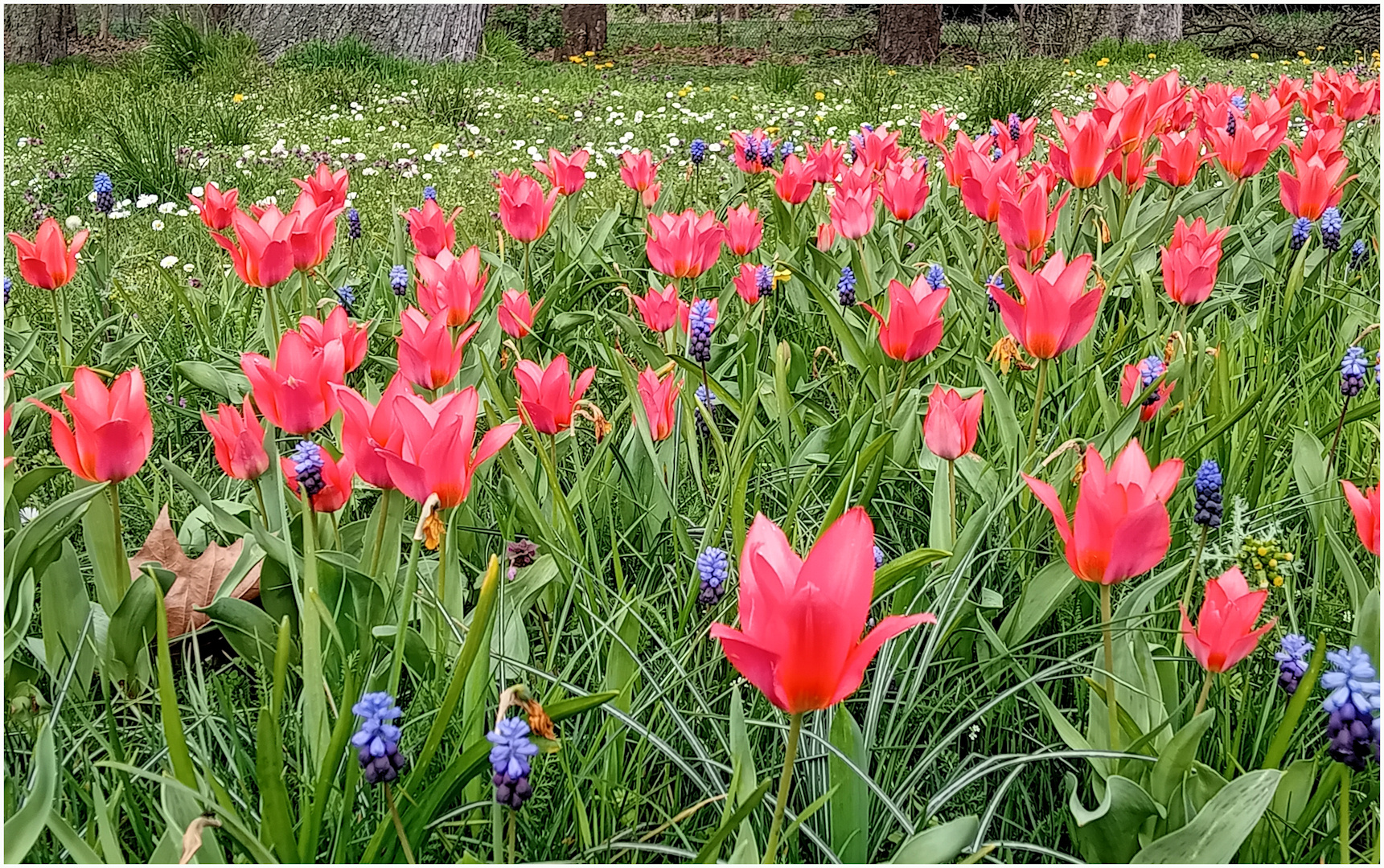 Meine Mittwochsblümchen: Tulpen und Traubenhyazinthen