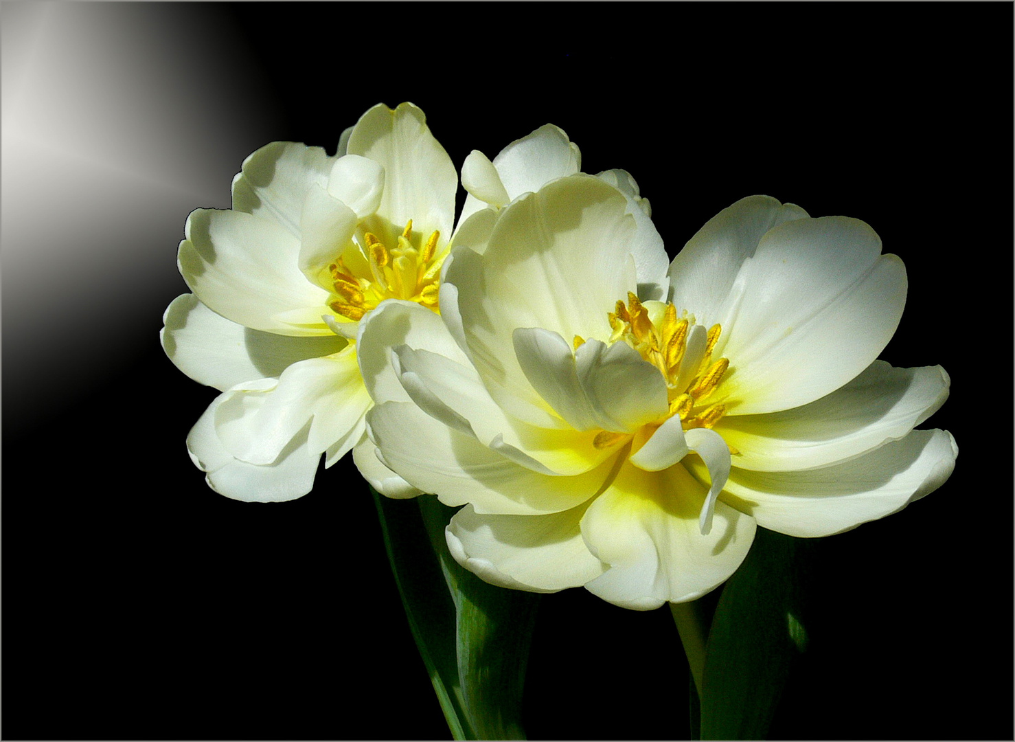 Meine Mittwochsblümchen  -weiße Tulpen