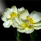 Meine Mittwochsblümchen  -weiße Tulpen