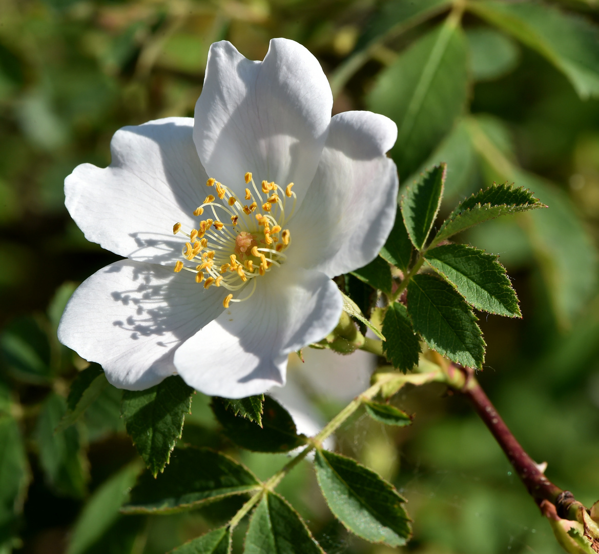 Meine Mittwochsblüte