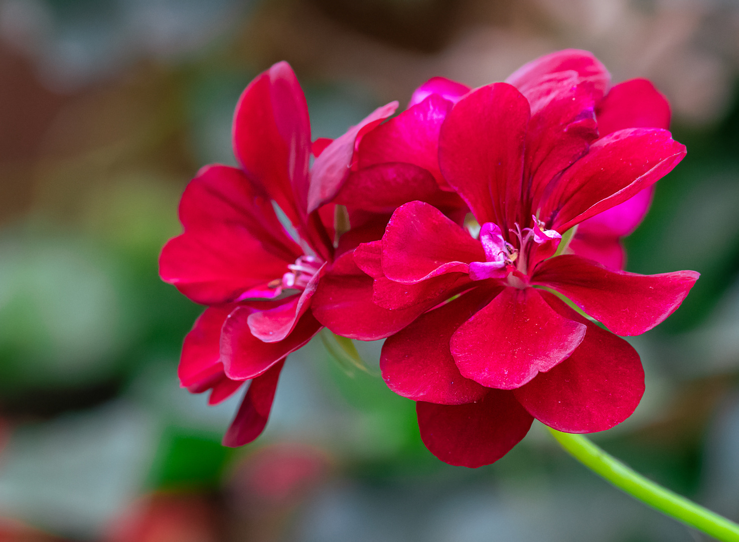 Meine Mittwochsblüte-Geranie