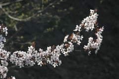 meine Mittwochsblüten...