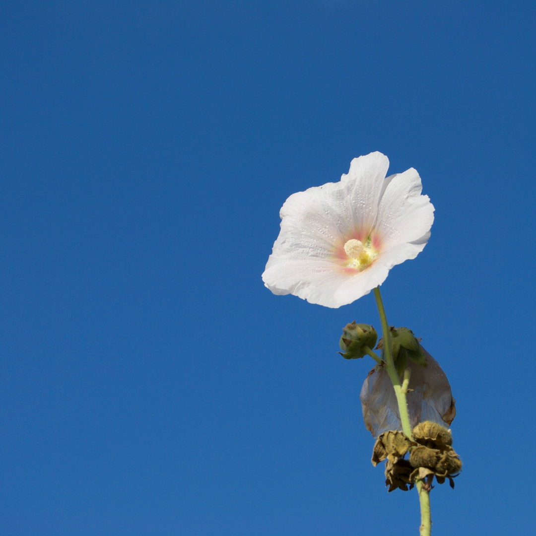 meine Mittwochsblume