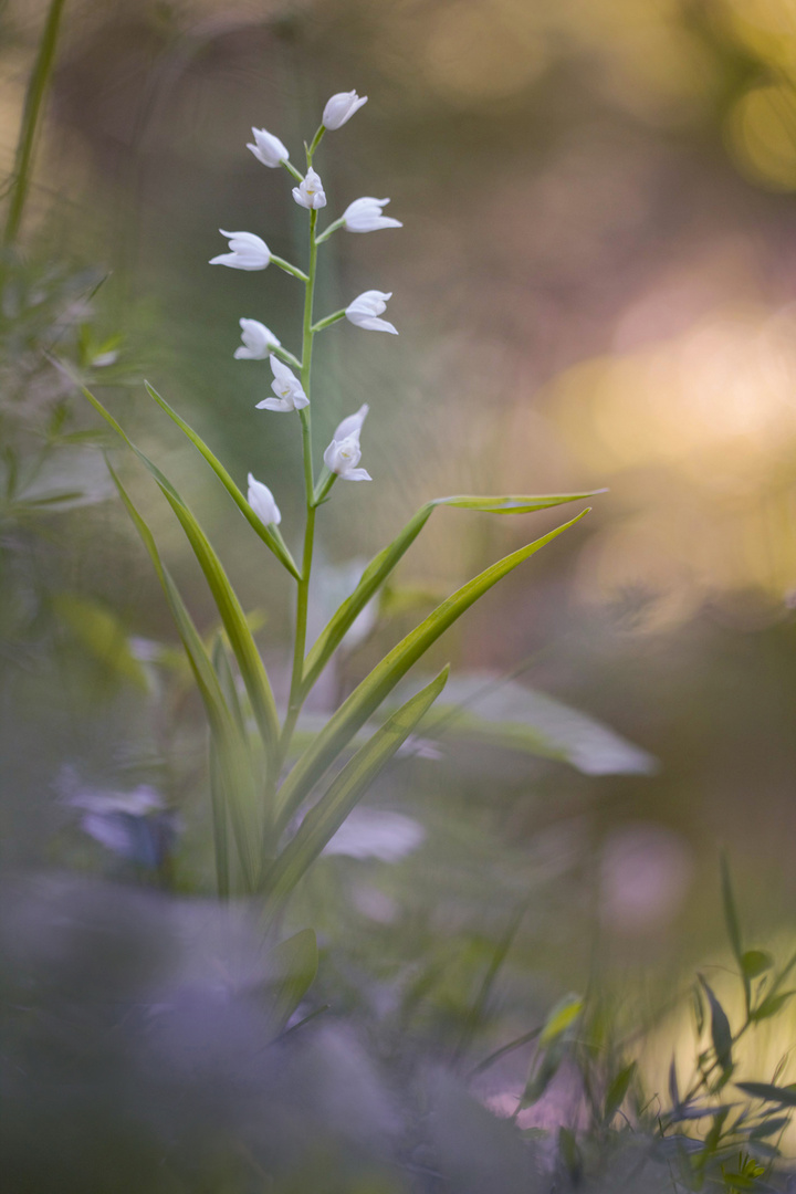 Meine Mittwochsblume