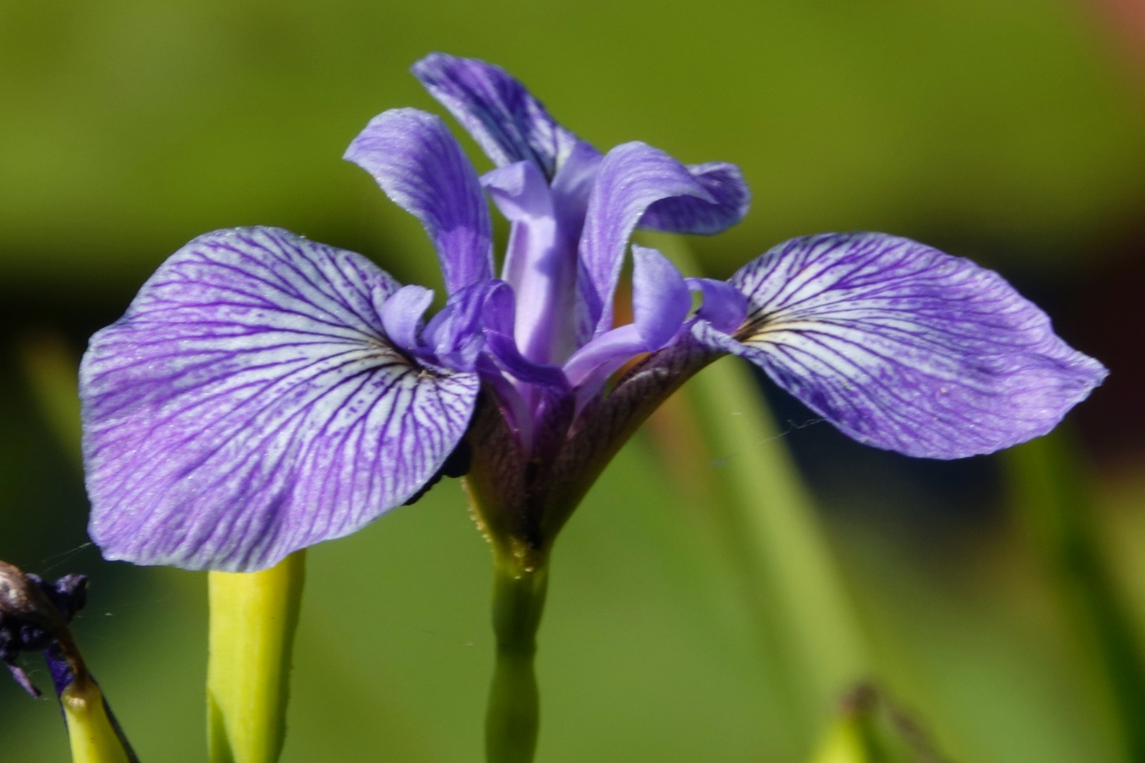 Meine Mittwochsblume 