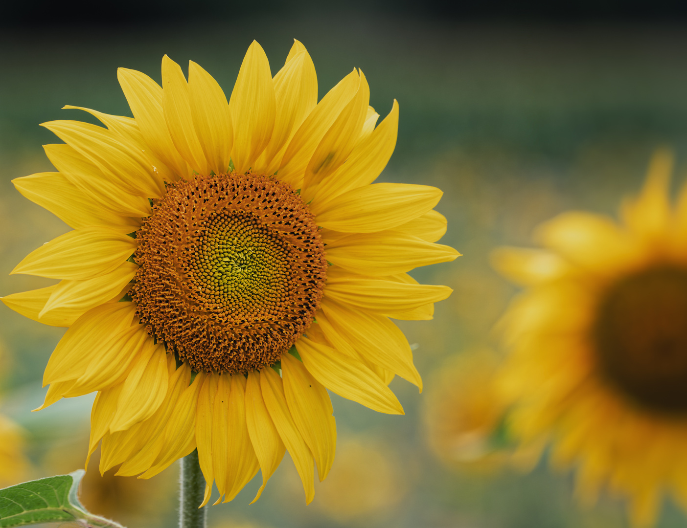 Meine Mittwochsblume