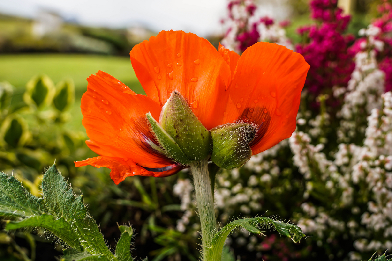 Meine  Mittwochsblume ...