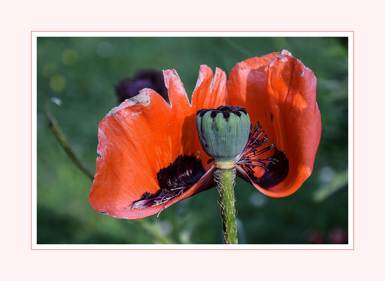 Meine Mittwochsblume ...