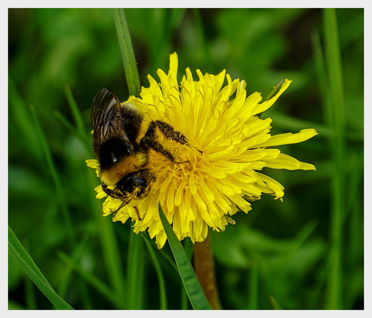 Meine Mittwochsblume ...