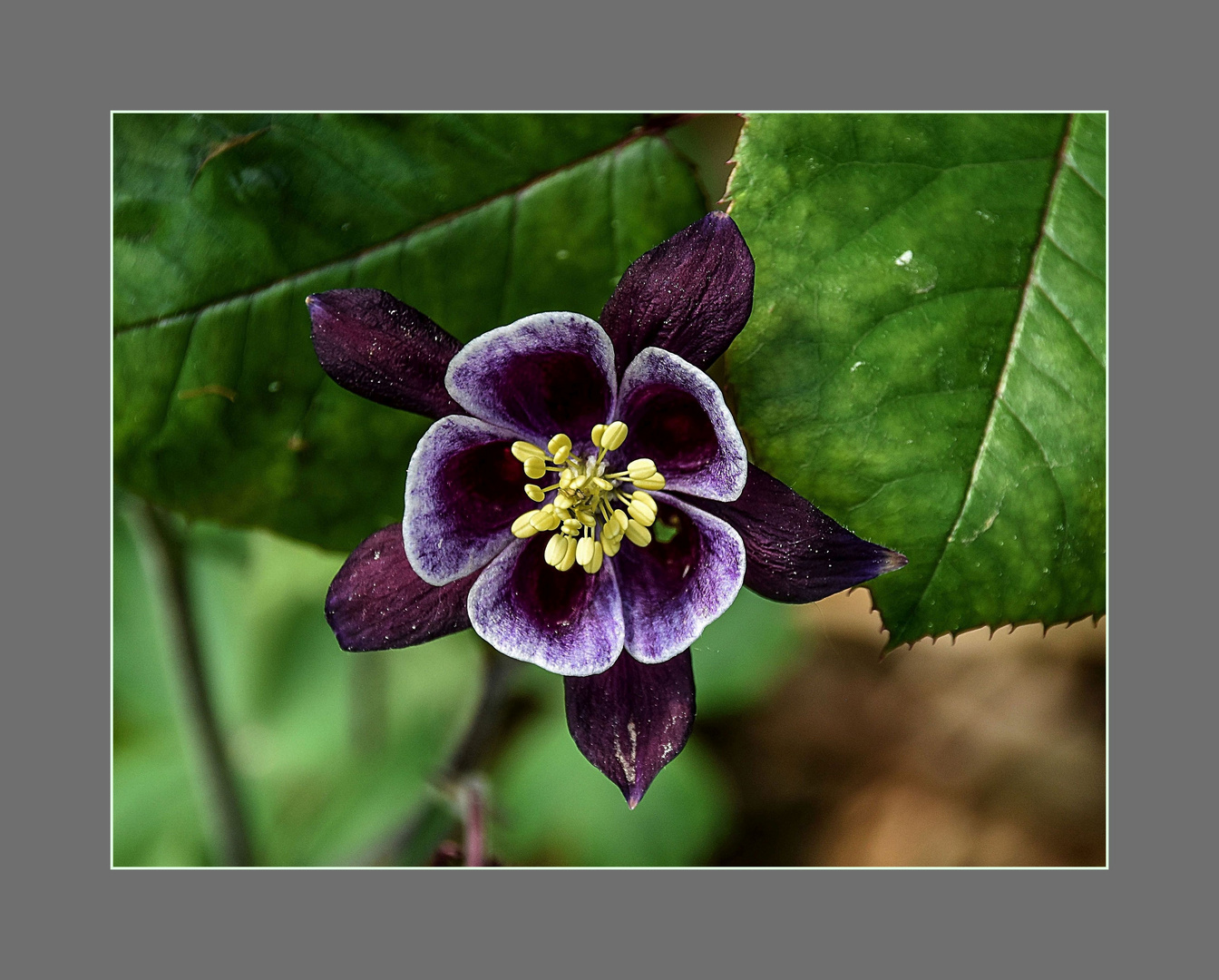 Meine Mittwochsblume ...