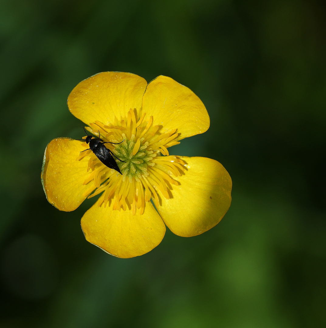 Meine Mittwochsblume