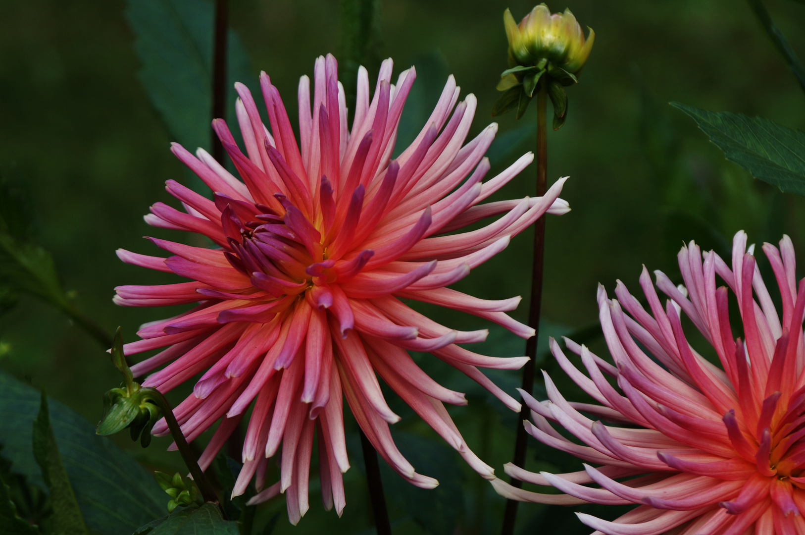 meine Mittwochsblume ( Morgen schicke ich eine Dienstagsblume )