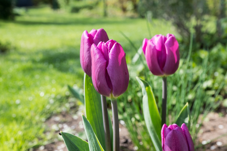 Meine Mittwochsblumen ...