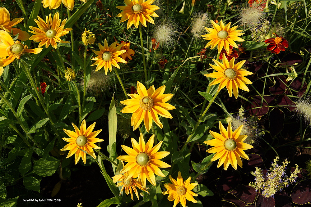 Meine Mittwochsblumen