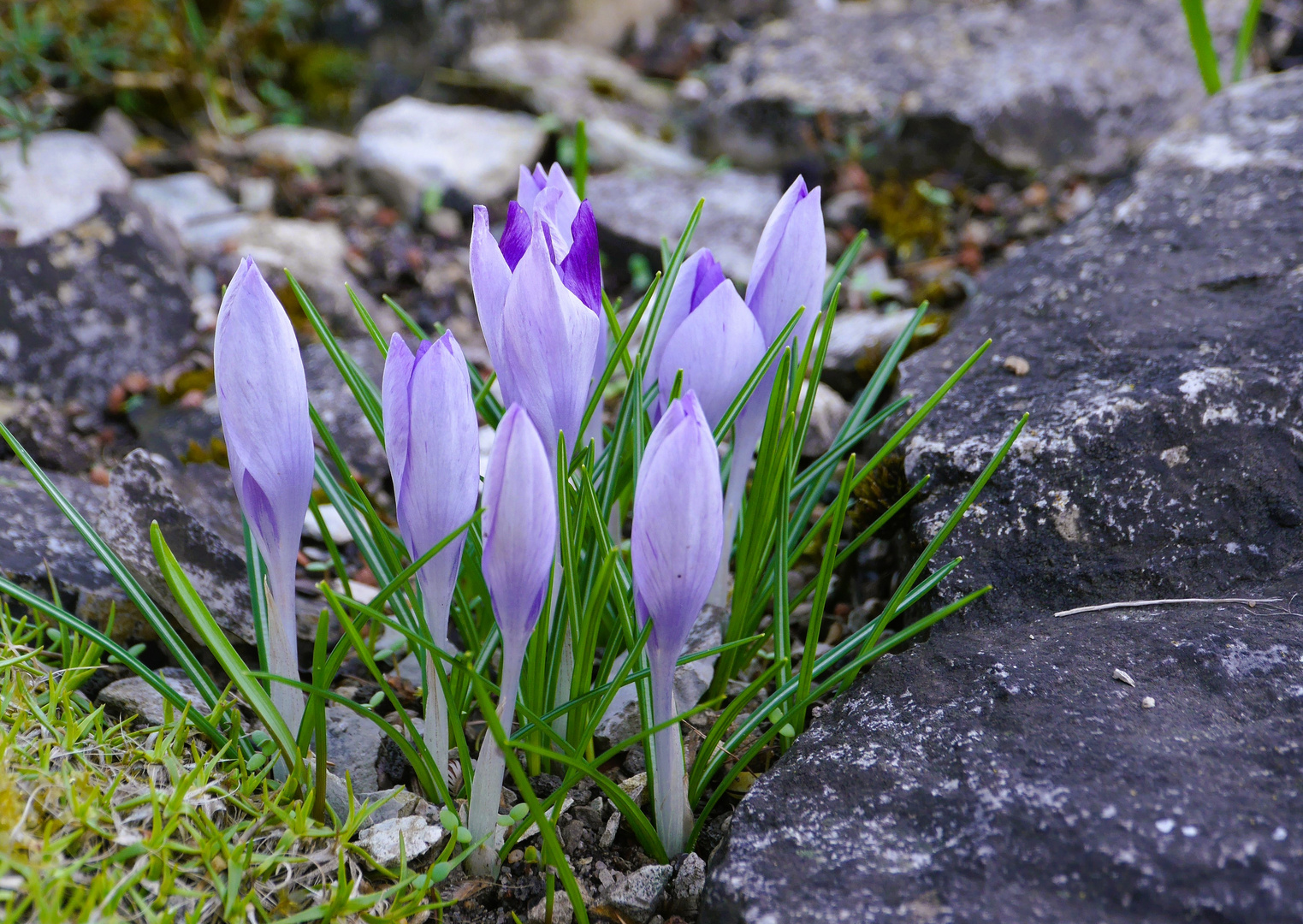 meine Miwoblümchen