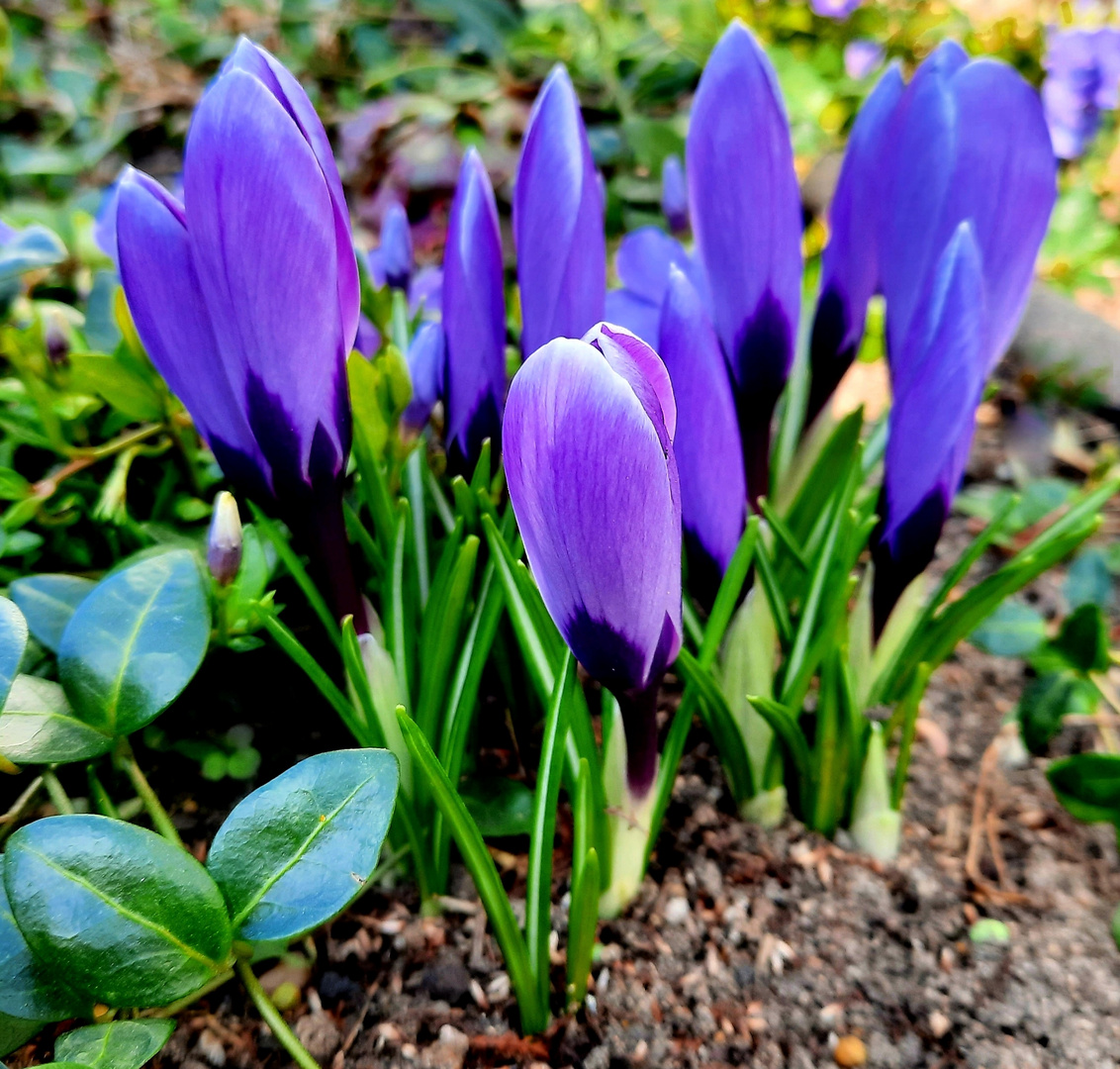 meine Miwoblümchen