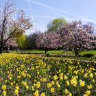 meine Miwoblümchen