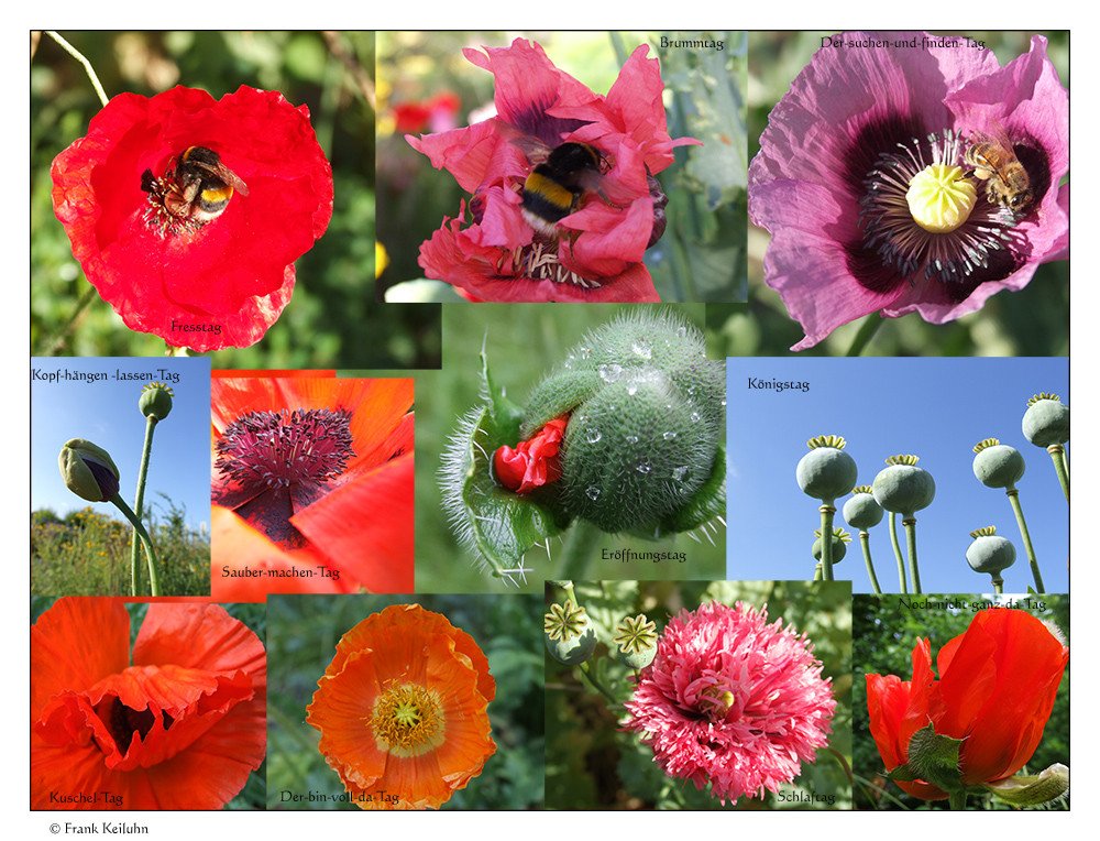 Meine- Mohn-Tage