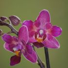 Meine Muttertags Orchidee