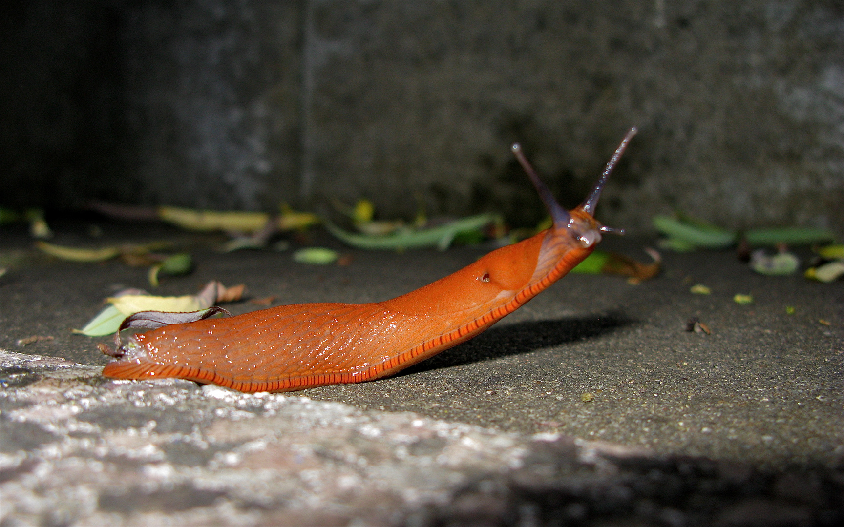 meine Nacktschnecke kann "Männchen machen"...