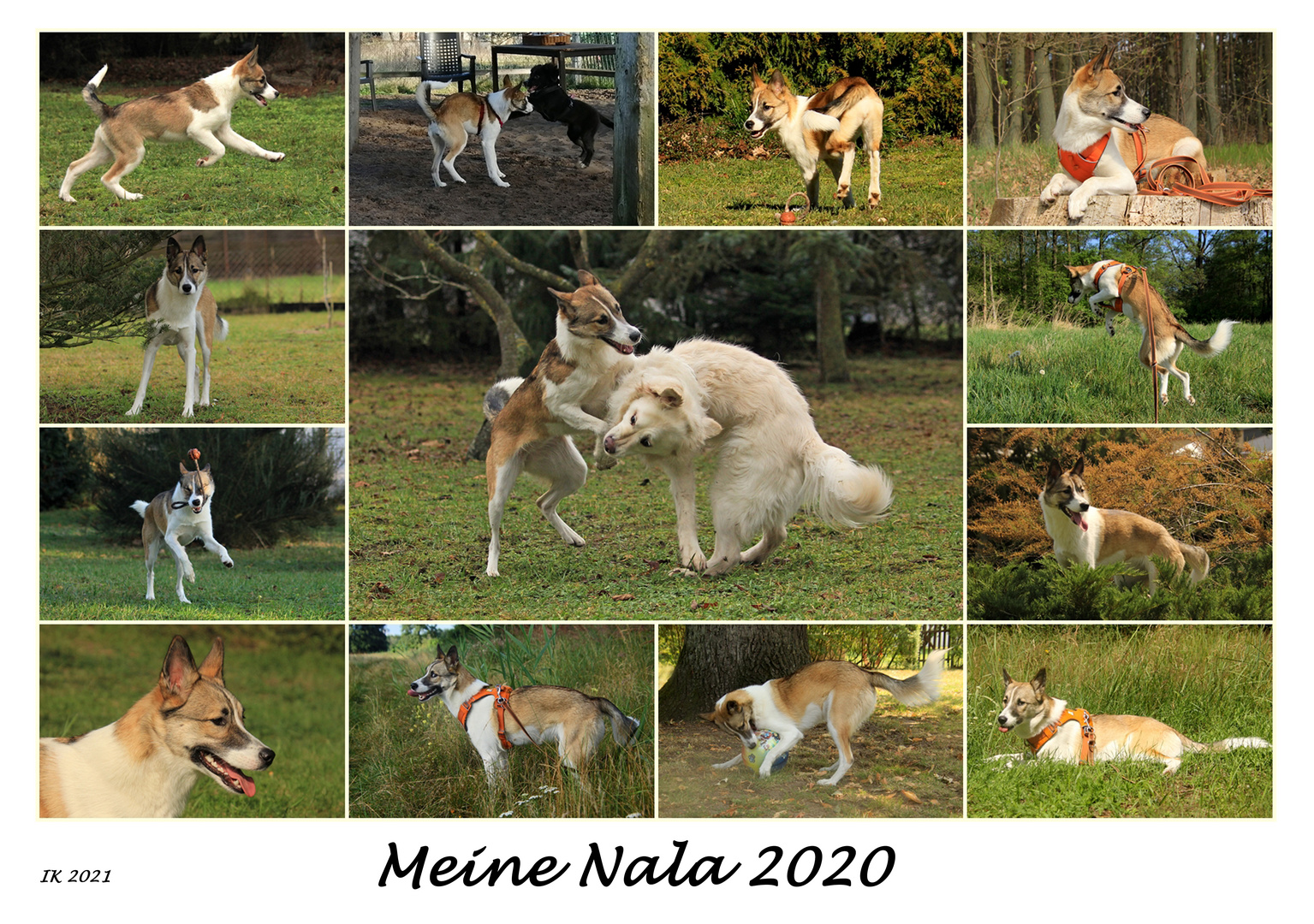 Meine Nala 2020