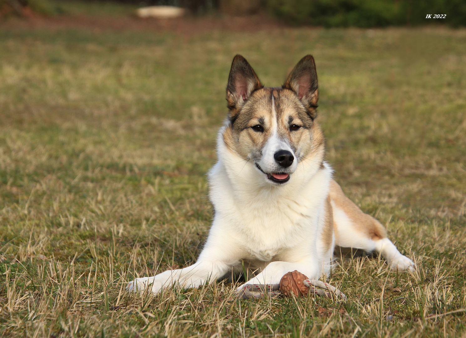 Meine Nala......