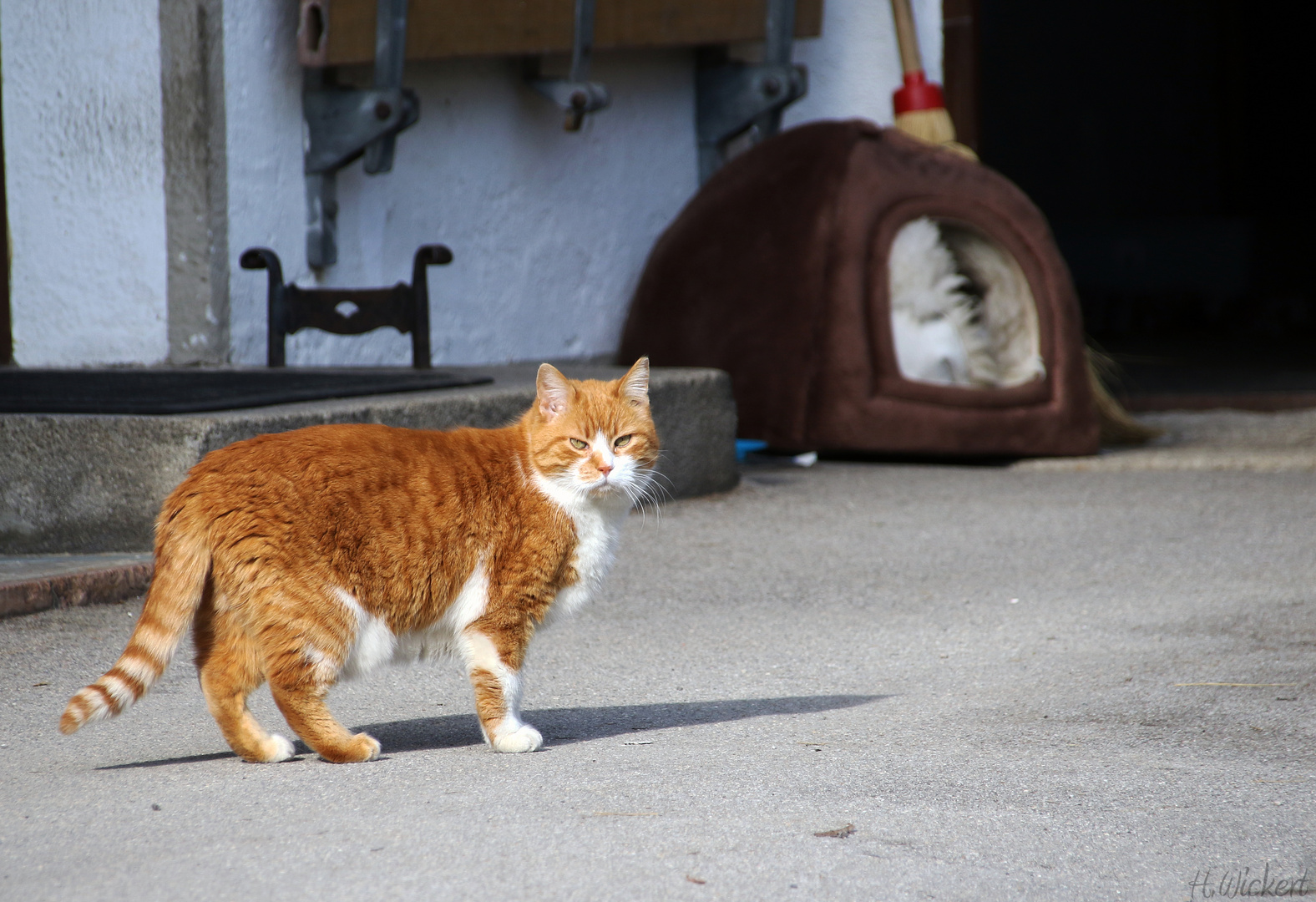 Meine Name ist Garfield, Kater Garfield