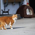 Meine Name ist Garfield, Kater Garfield