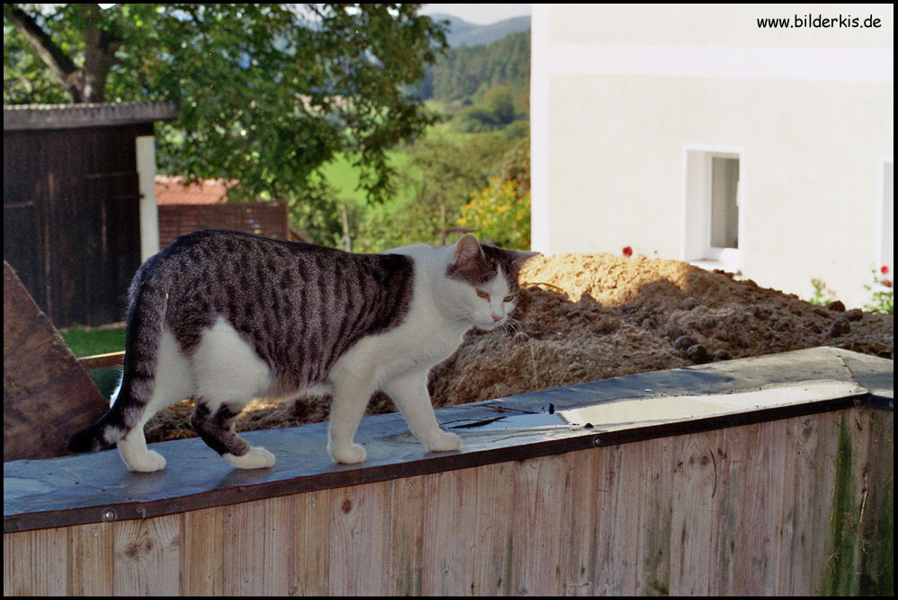 meine Name ist Katze... Helmut Katze ;-)