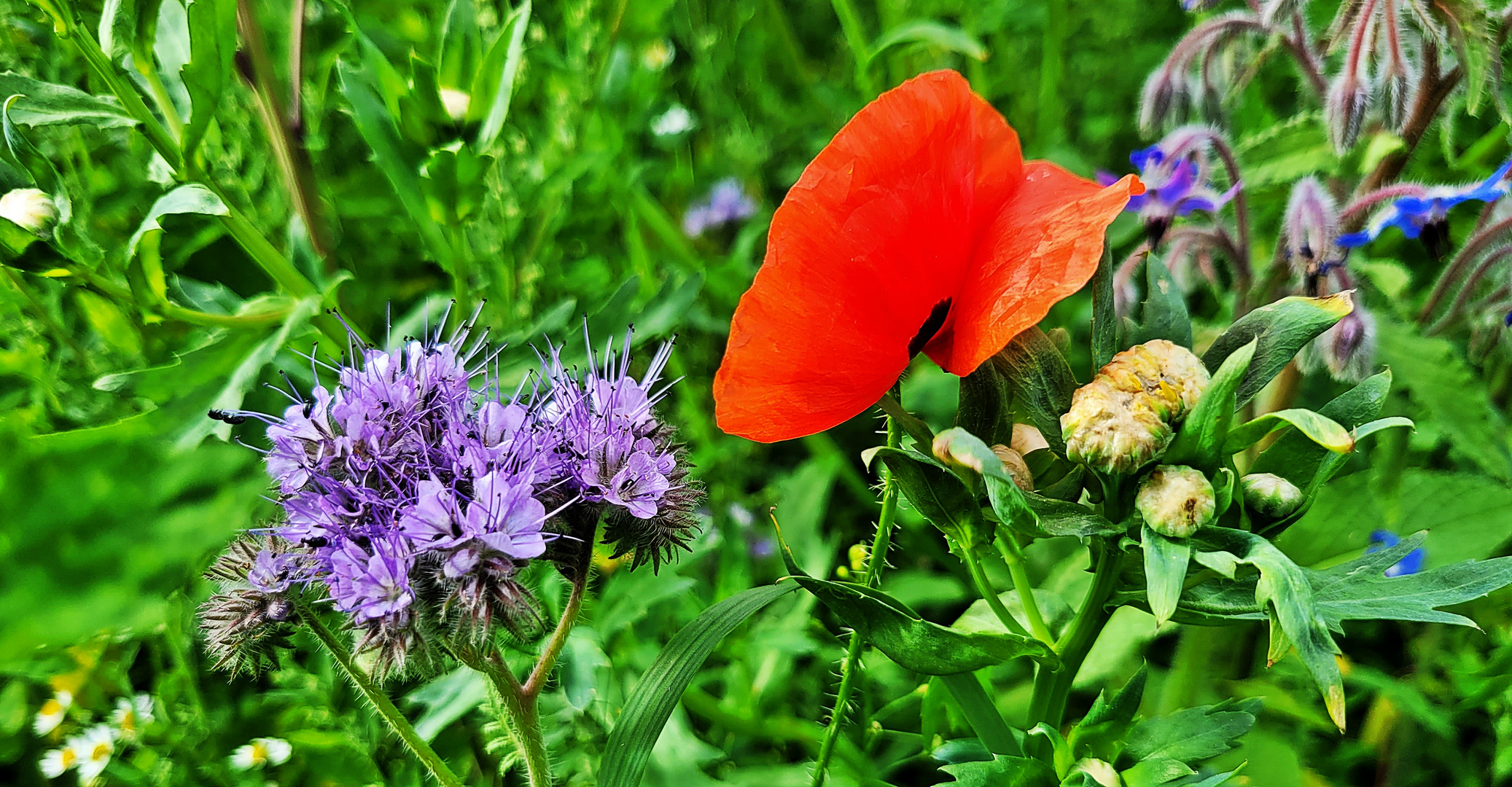 meine Natur  I