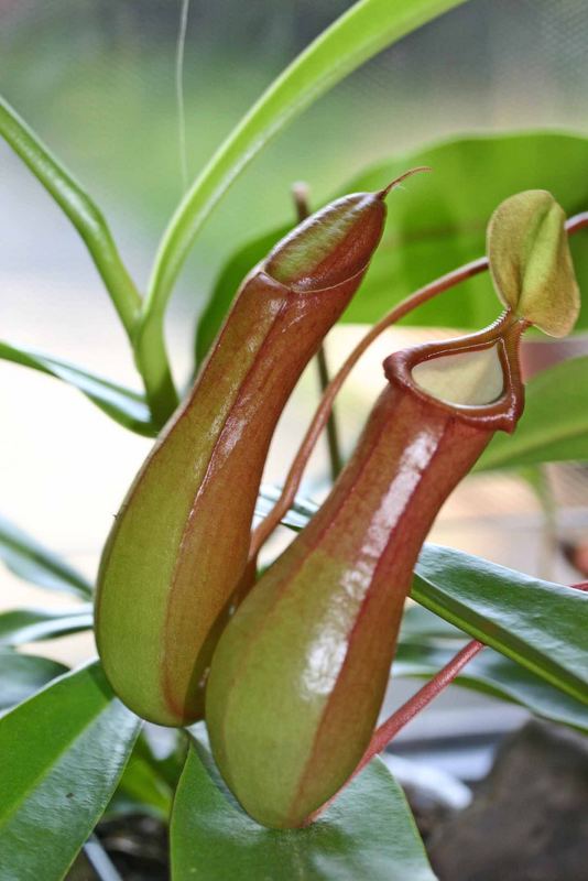 Meine Nepenthes ventrata ....