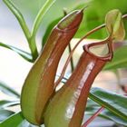 Meine Nepenthes ventrata ....