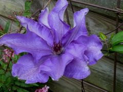 Meine neue Clematis